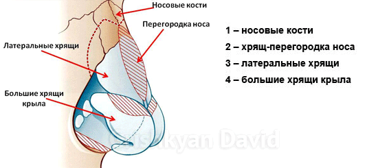 Анатомические структуры спинки носа