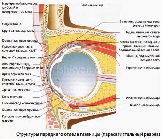 Структуры переднего отдела глазницы